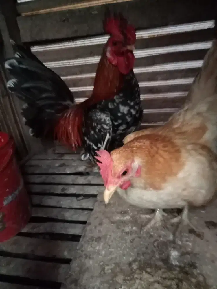 Ayam Kate sepasang