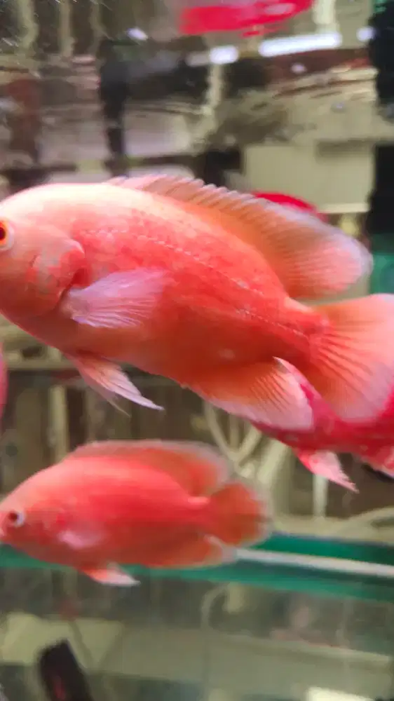 Ikan Oscar red chili