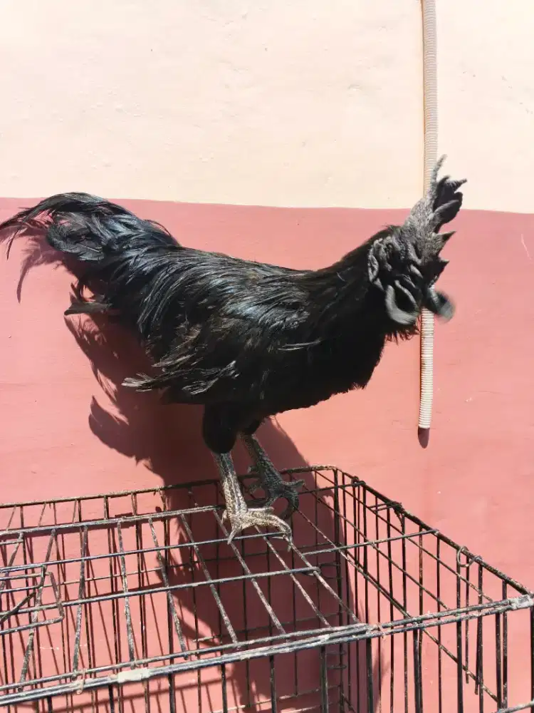 Ayam cemani 3 ekor
