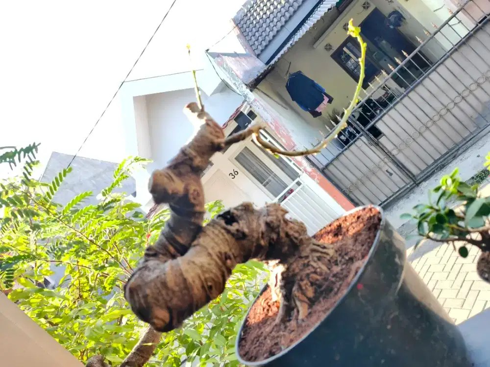 Bonsai Waru India