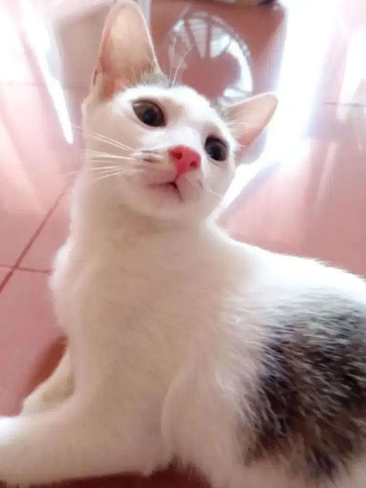 Lepas adop kucing jantan