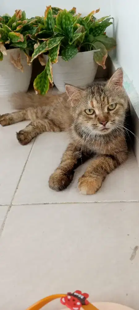 2 indukan betina