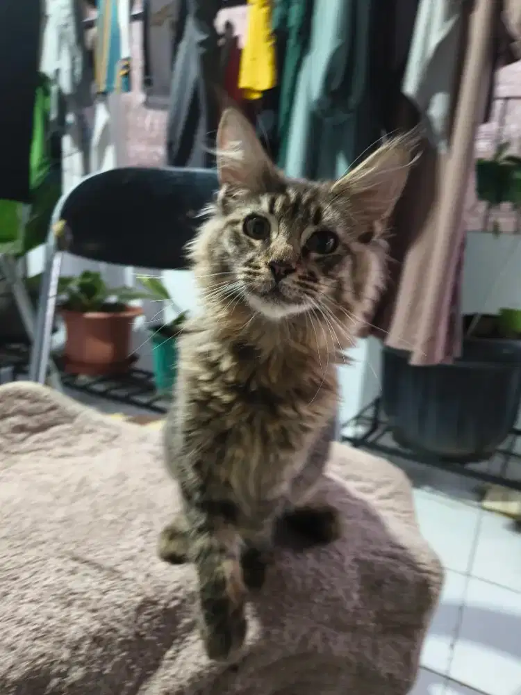 Kitten Maincoon