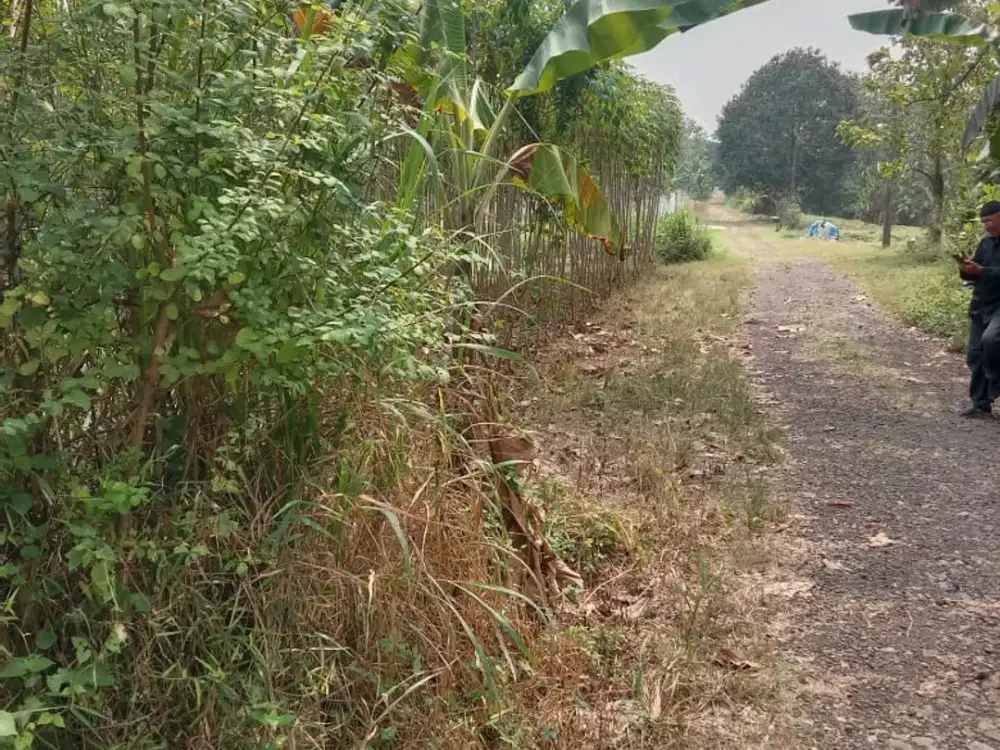 Jual Murah tanah Kavling 1000 m2 dekat Tol Bojongede-Kemang