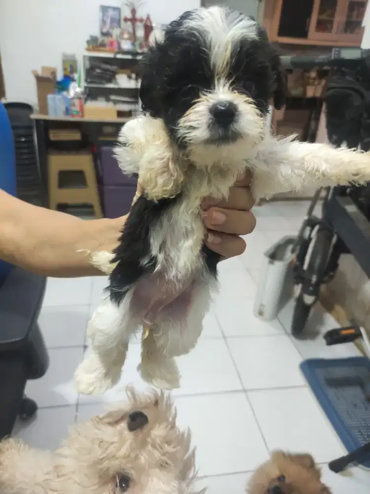 4 ekor Shih po (mix shihtzu n poodle)