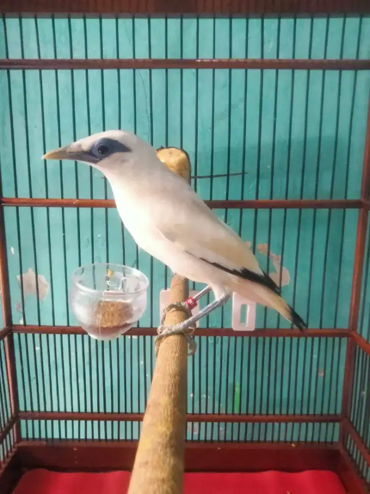 Burung jalak mulud