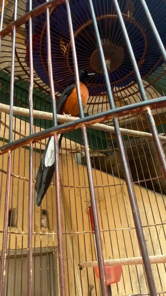 Murai Batu GACOR
