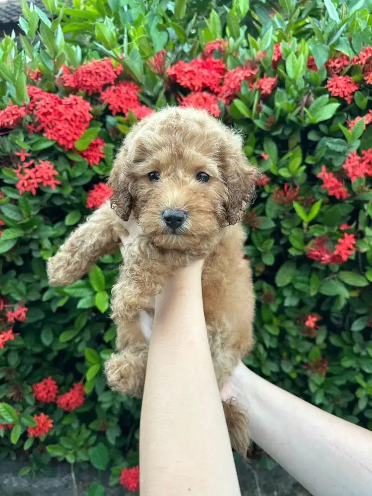 Toy Poodle (Pure)