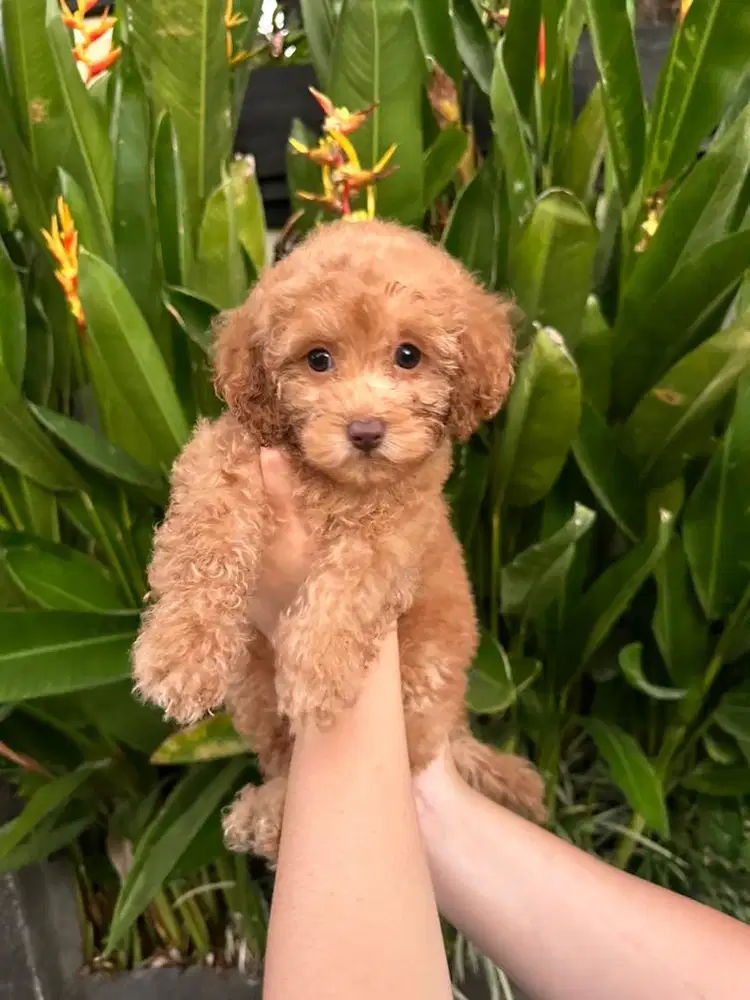 Toy Poodle (Pure)