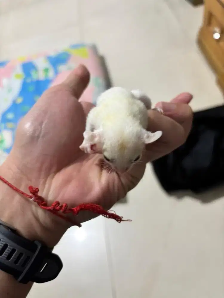 Sugar glider joey leu jantan leukistik leucistic
