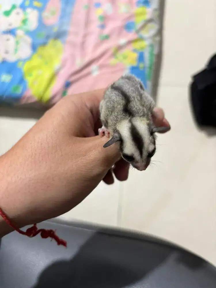 Sugar glider sg wf joey betina