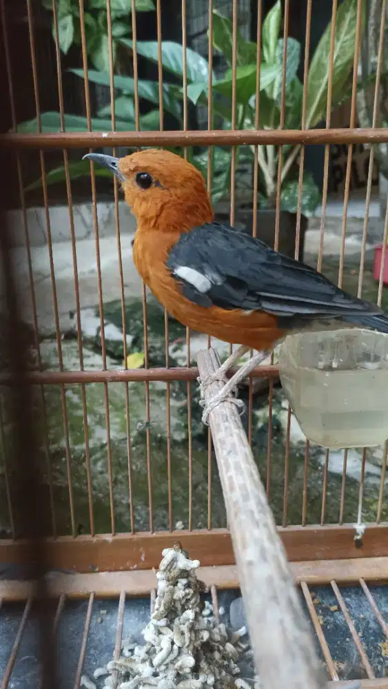 Anis merah dikit lagi beres mabung