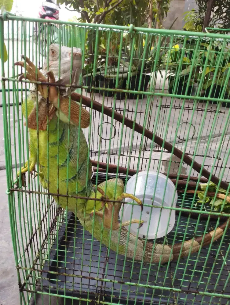 Iguana green head