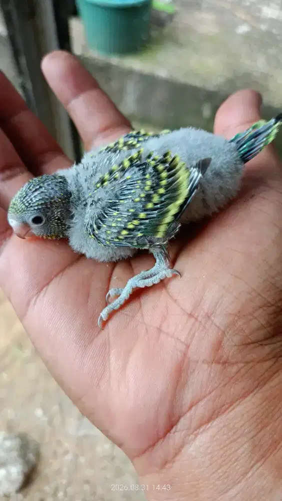 Burung parkit lokal