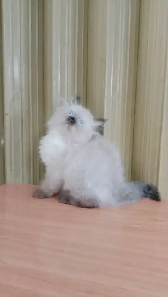Anakan kucing himalaya usia 2bln sepasang