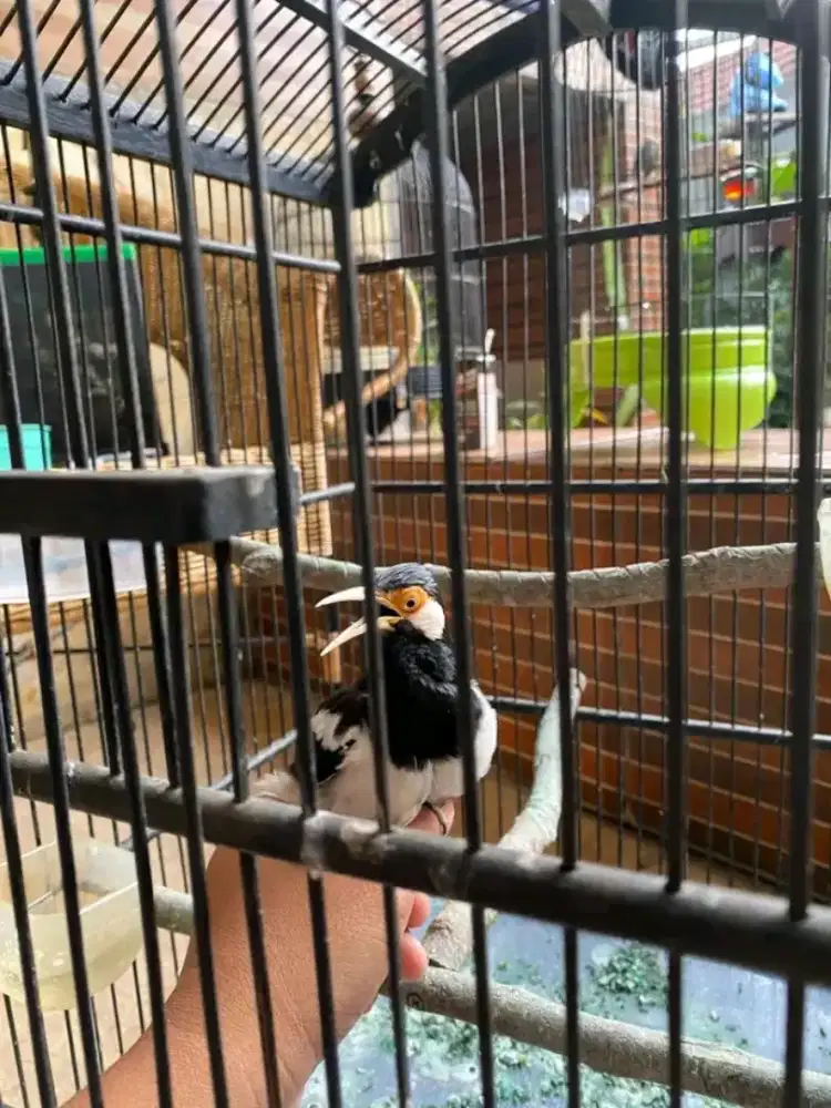 Burung jalak suren berisik cocok untuk alarm