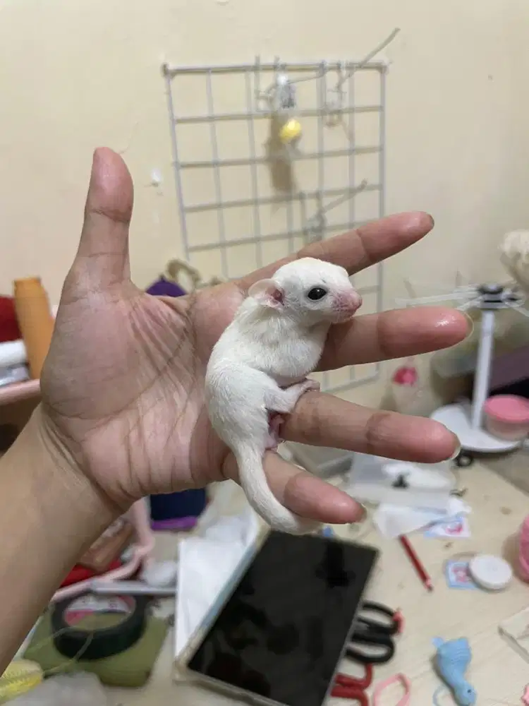 sugar glider leu