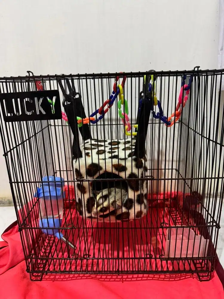 Sugar glider jinak