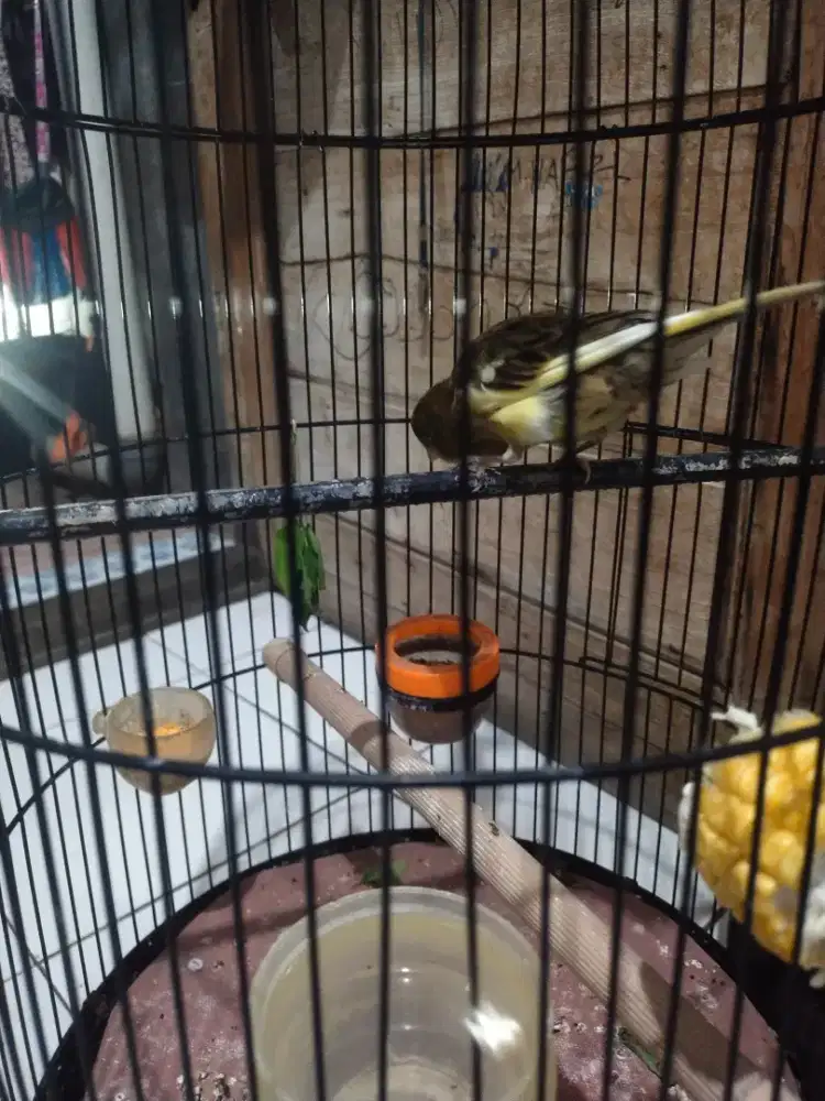 Burung kenari f2