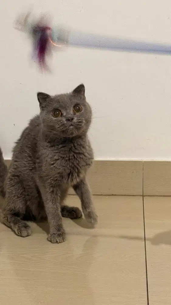 scottish fold betina 2thn