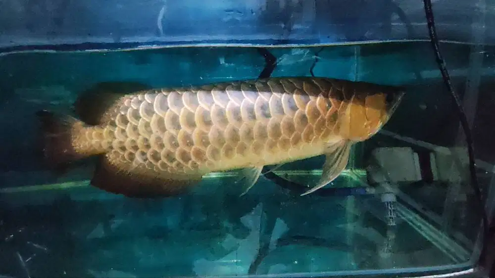 Arwana super red 45 cm