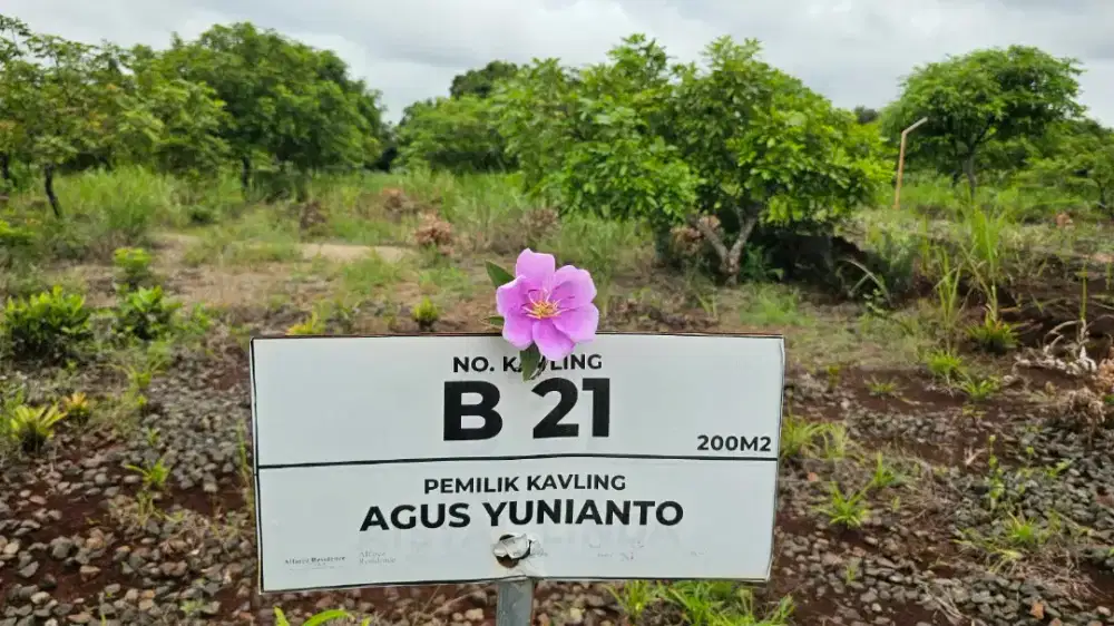 DIJUAL KEBUN KELENGKENG