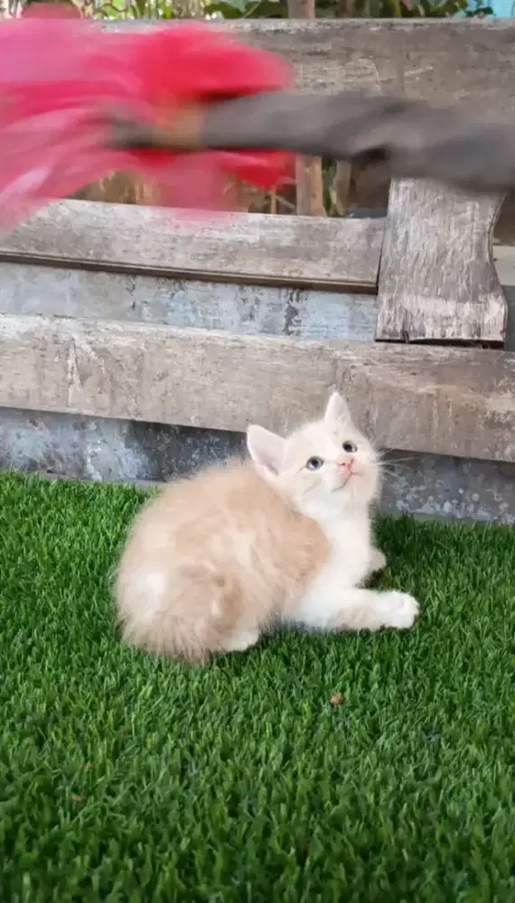 Kitten/Persia/Kitten Persia/Flatnose/Peaknose