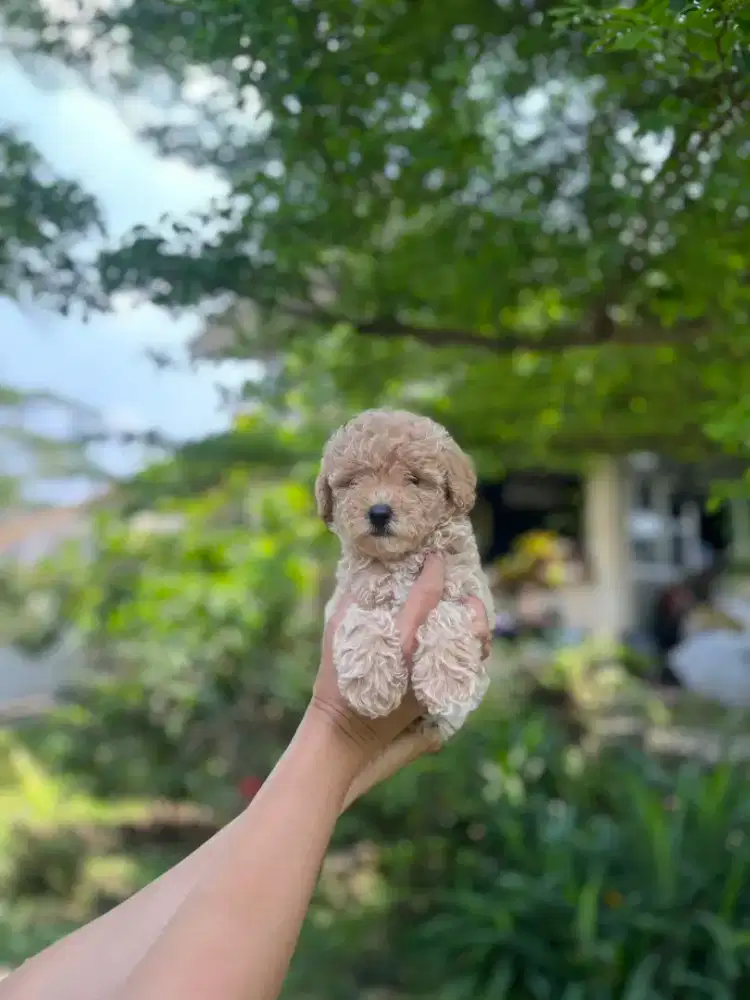 Apricot Toy Poodle Female ( Betina )
