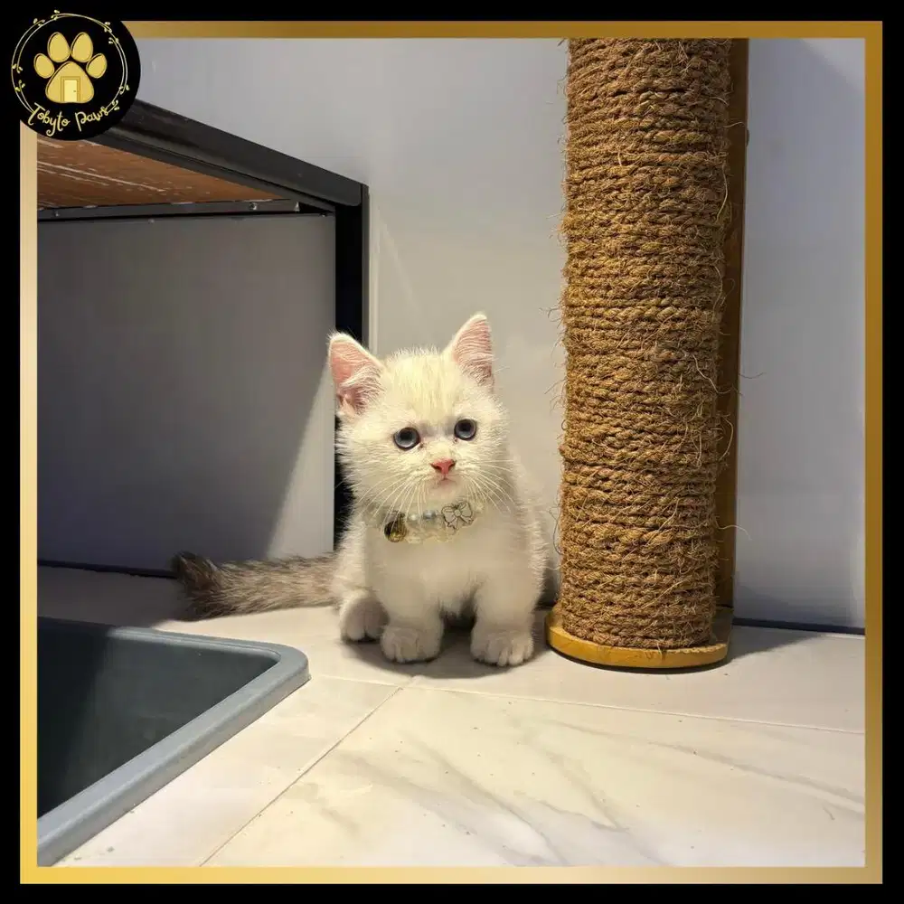 OPEN BOOKING KUCING KITTEN MUNCHKIN SHORTHAIR GAELIC STRAIGHT JANTAN