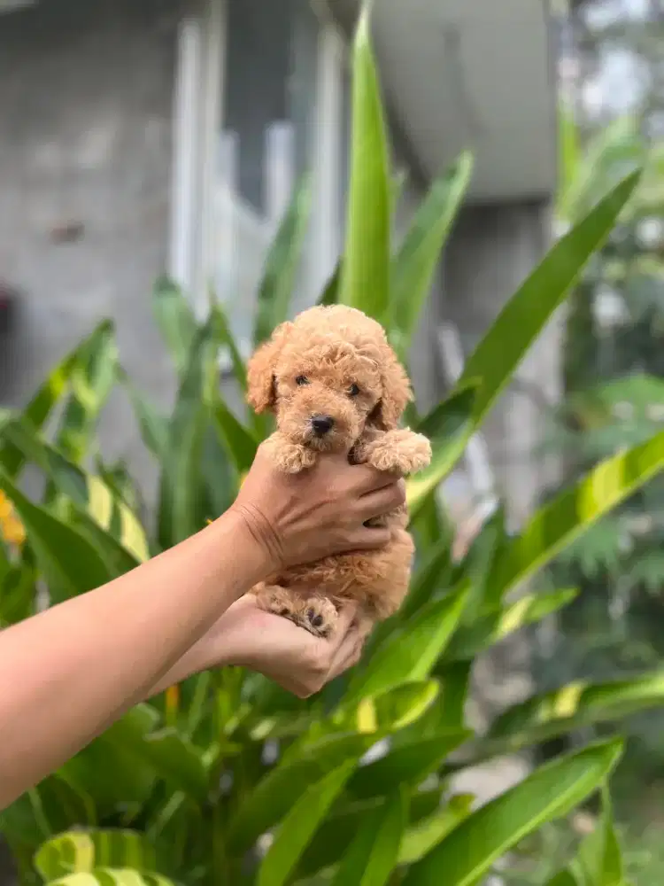Apricot Toy Poodle Puppy ( Female ) Pure Breed