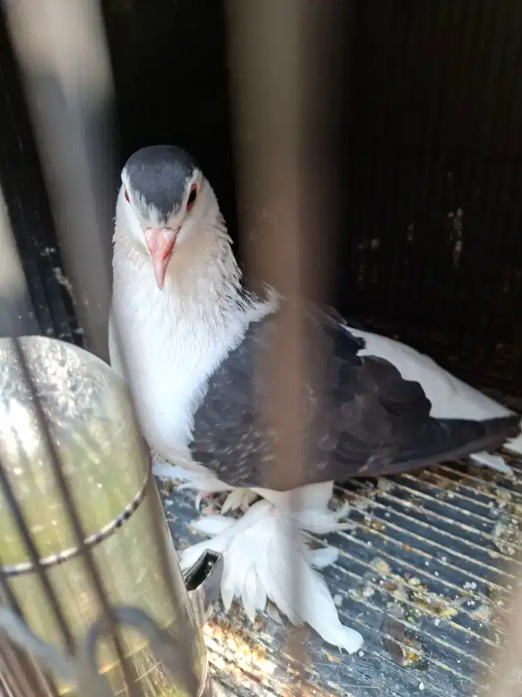 MERPATI HIAS LAHORE