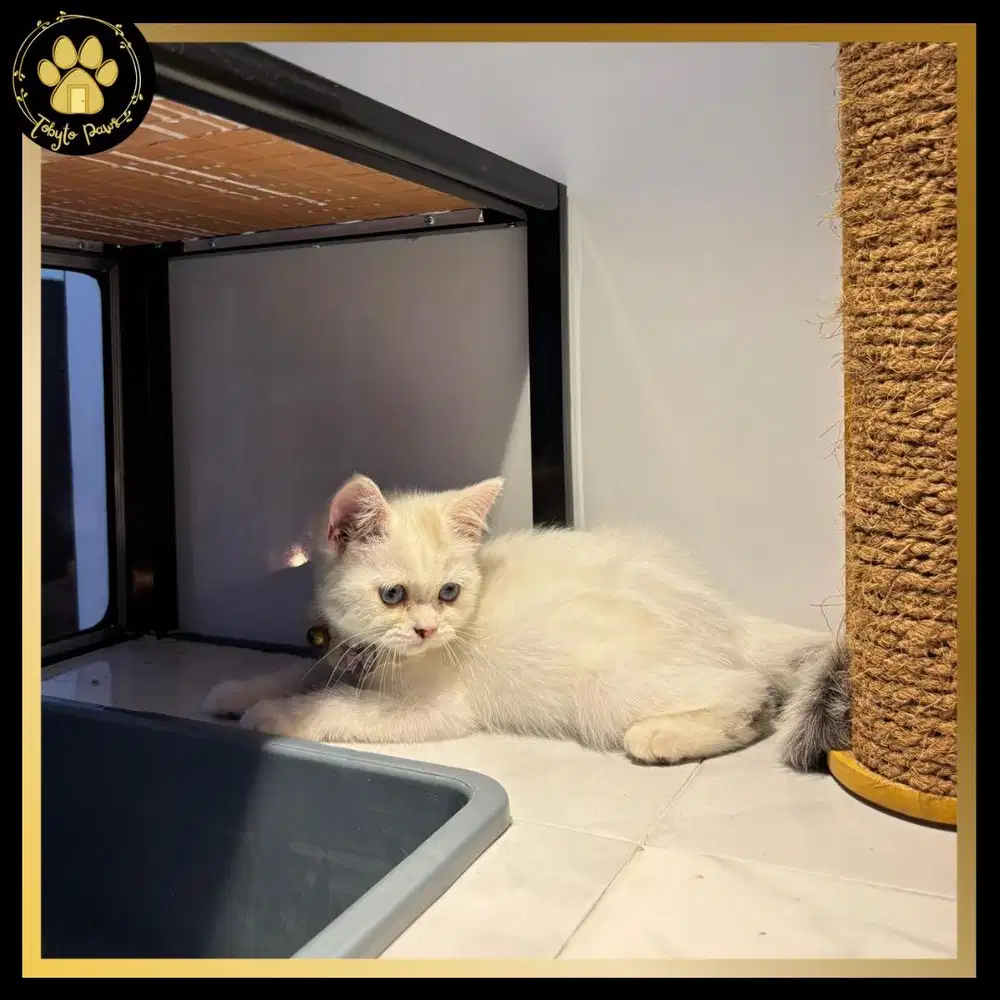 OPEN BOOKING KUCING KITTEN SCOTTISH STRAIGHT MUNCHKIN NON STANDAR