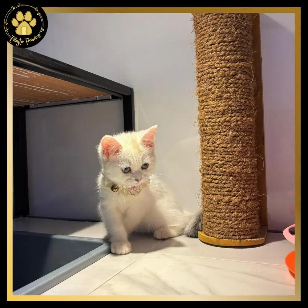 KUCING KITTEN SCOTTISH STRAIGHT MUNCHKIN NON STANDAR