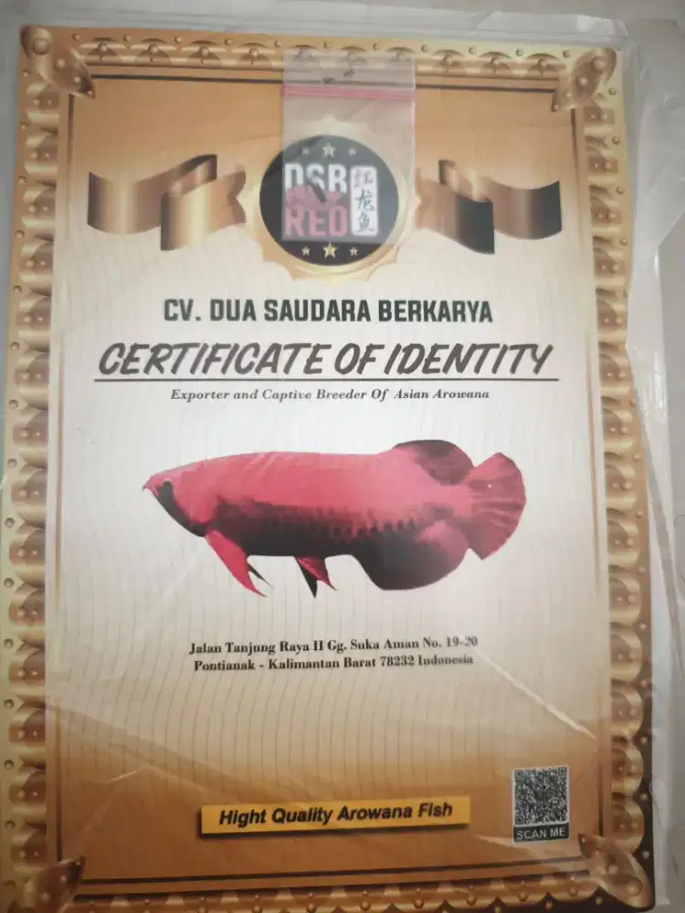 Ikan arwana bersertifikat