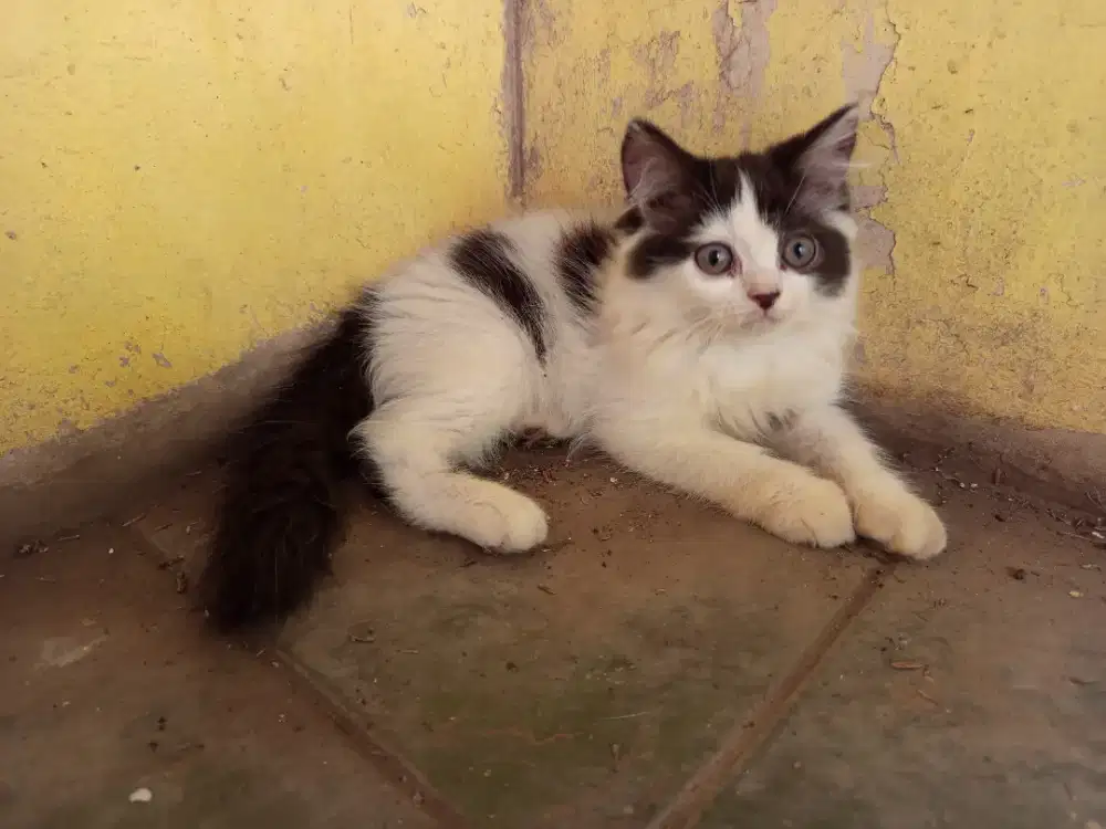 Lepas Adopsi 3 Kitten Persia Flatnose Usia 2 Bulan