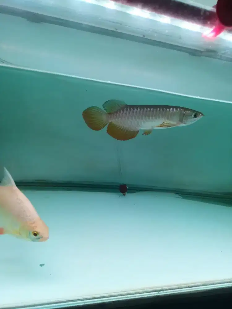 Ikan arwana golden red