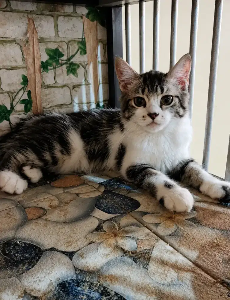 Kucing kitten persia tabby jantan 3.5 bulan