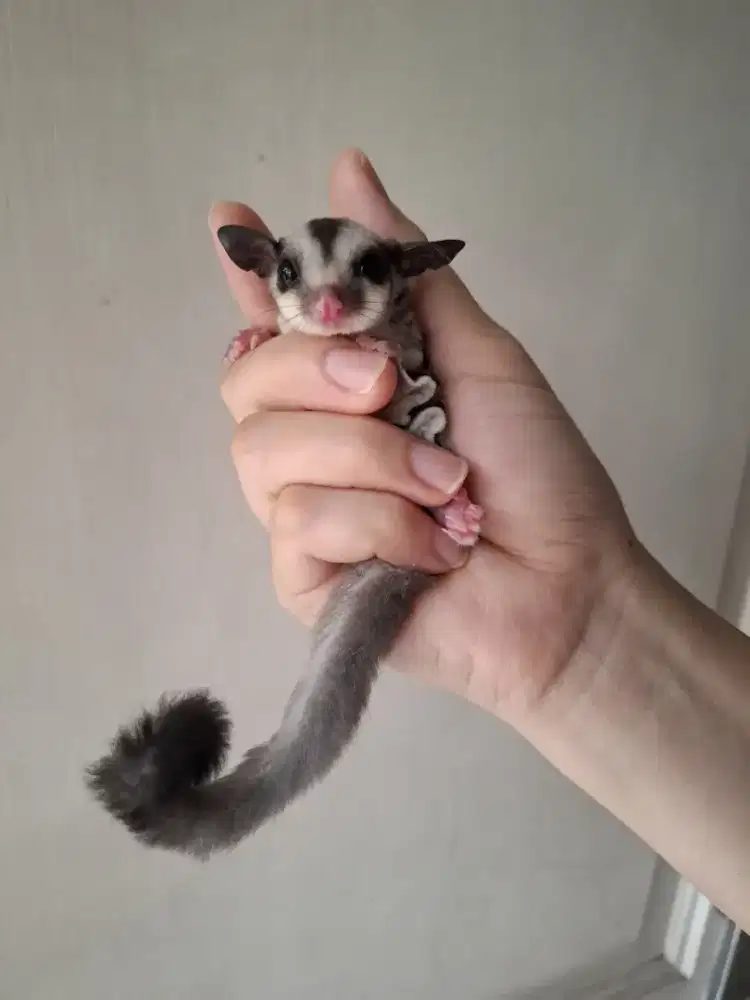 Sugar Glider SG Joey Jantan Betina