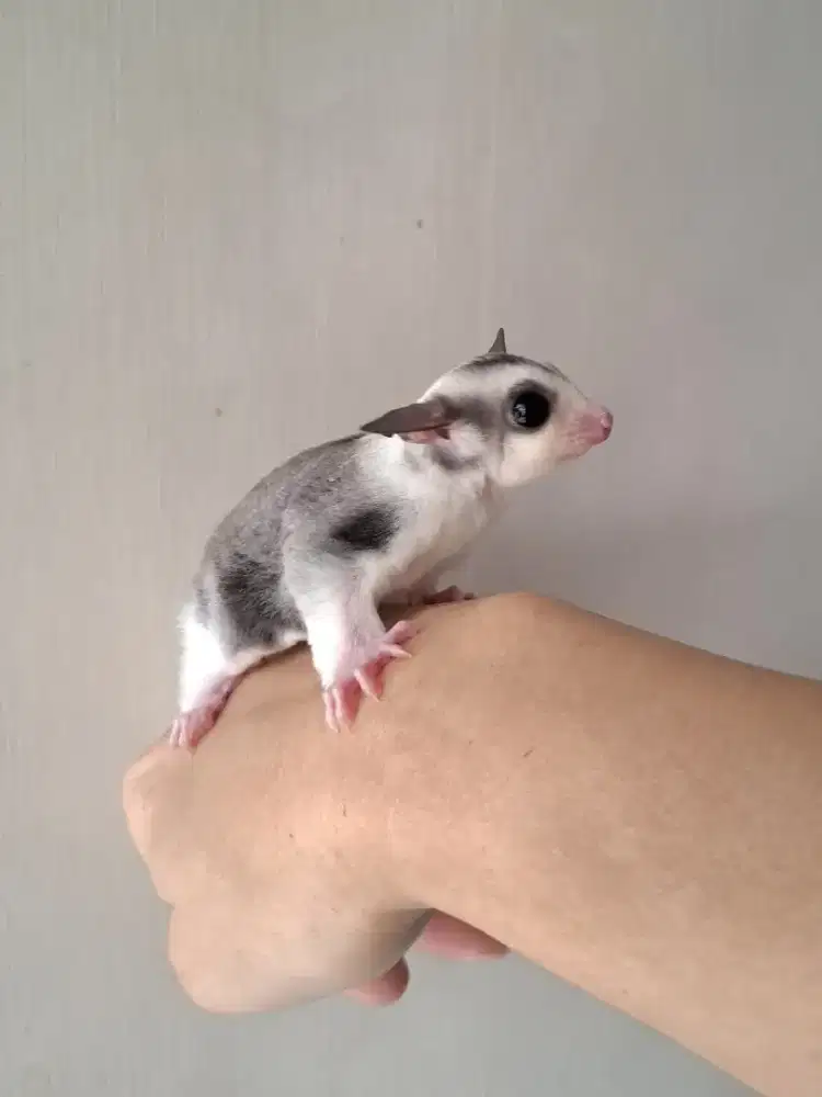 Sugar Glider SG Joey Jantan
