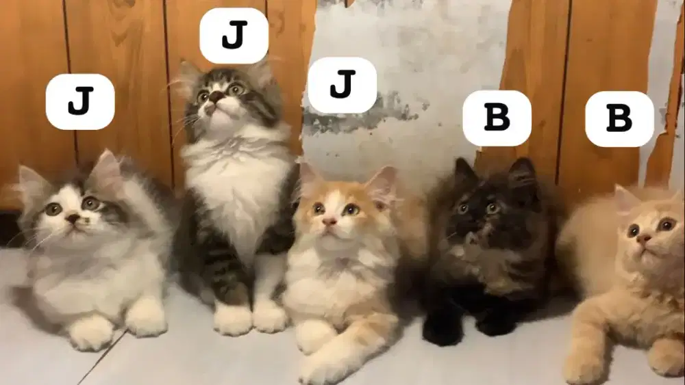 Persia kitten lucu