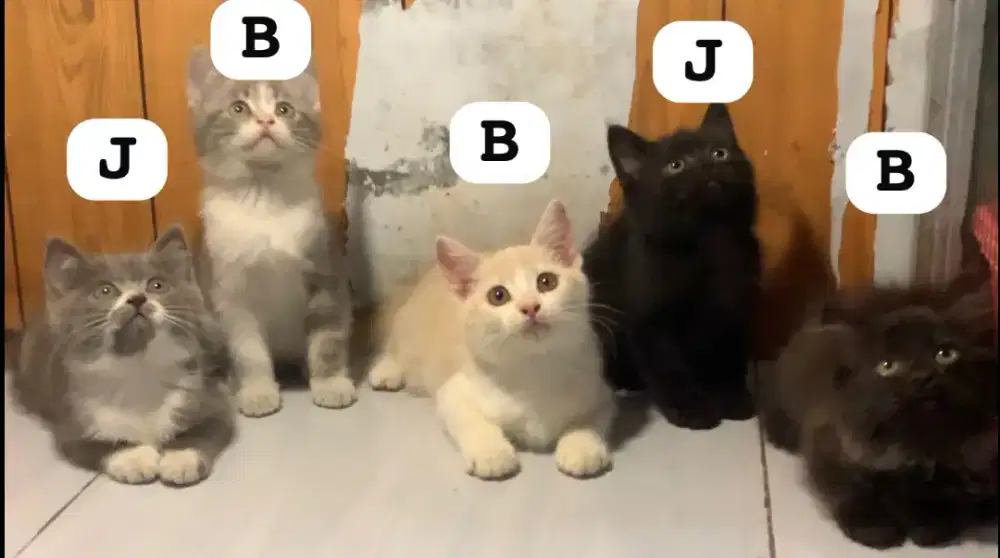 Persia kitten gemoy