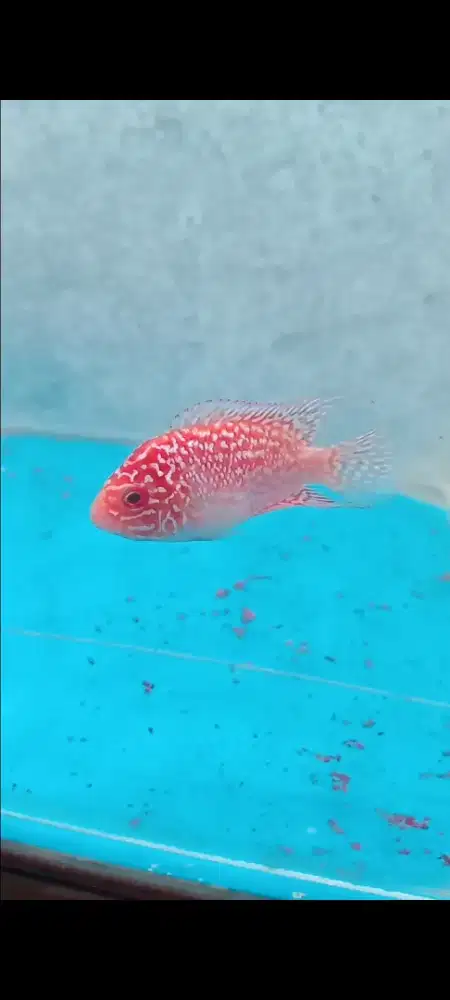 Ikan louhan gb thailand