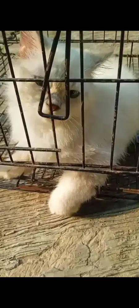 Kucing Persia Himalaya