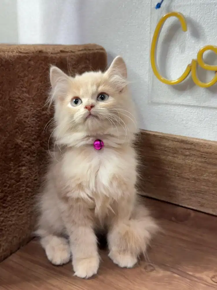 Kitten Kucing Persia