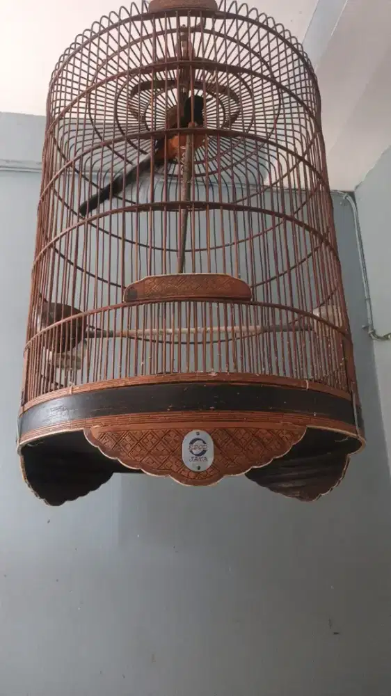 Bantu tmn jual burung muray blk 6 ekor 18 polset
