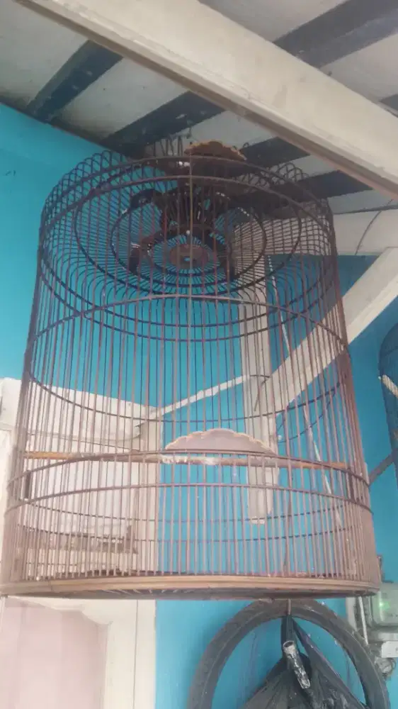 Sangkar murei tanpa tebok