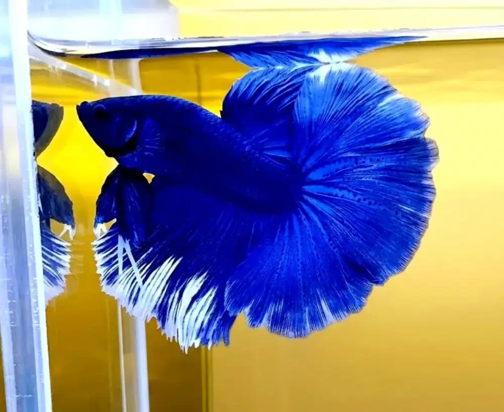 ikan cupang halfmoon royale blue