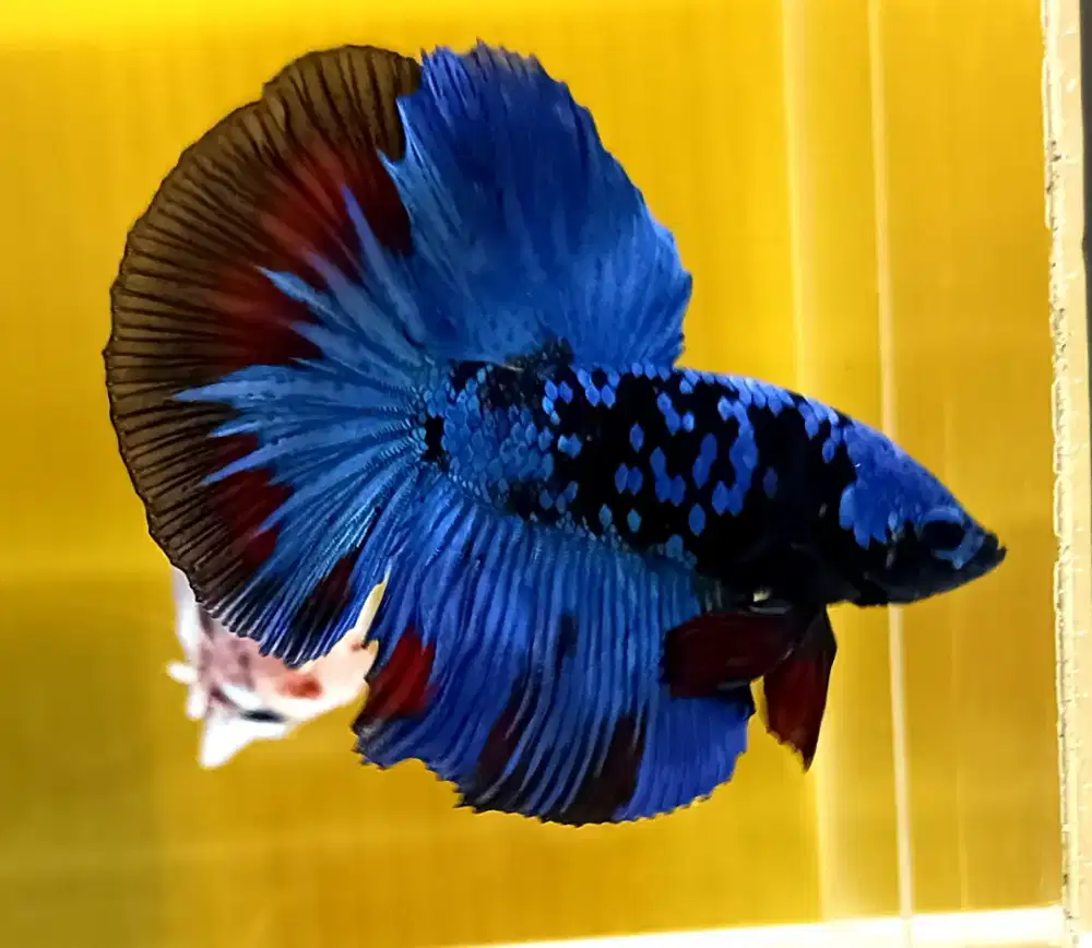 ikan cupang halfmoon avatar