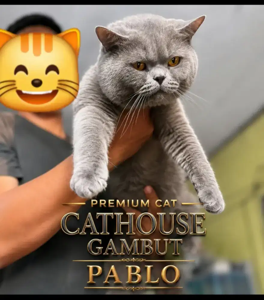 Jasa Pacak Kucing