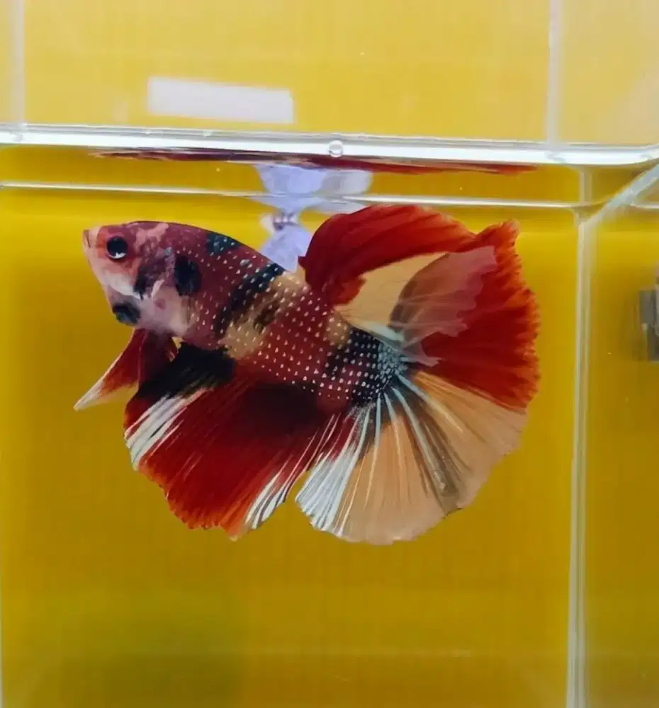ikan cupang hm nemo metalik